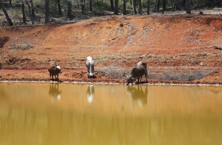 Invierten 37 millones de pesos para mejorar sistemas de agua agropecuarios