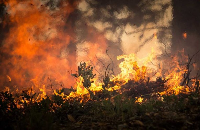 Los incendios forestales en el país se encuentran bajo control