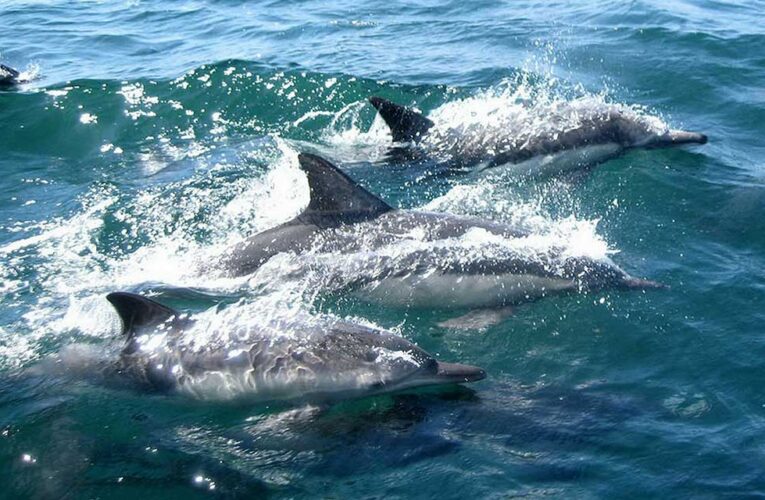 Confinamiento en Bangladesh podría favorecer caza furtiva de delfines