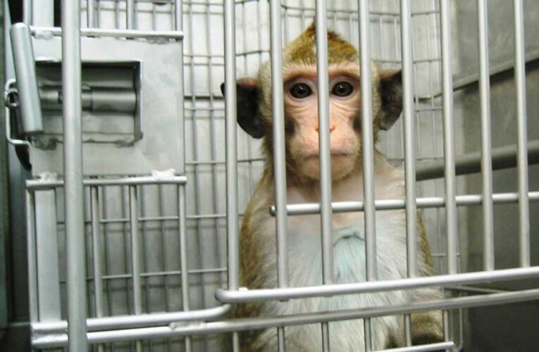 Investigan una vacuna en monos que protege de neumonía