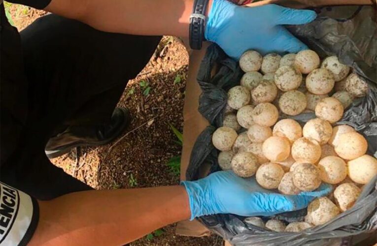 Guardia Nacional aseguró 1,000 huevos de tortuga marina en Oaxaca