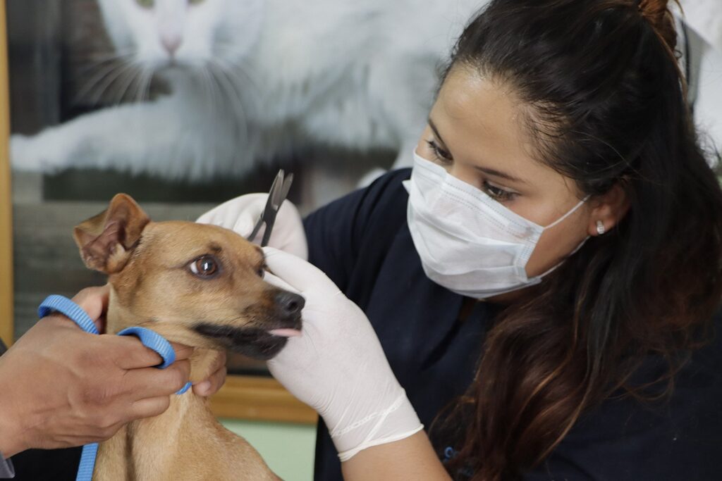 Vuelve la Unidad de Control y Protección Animal en Corregidora a