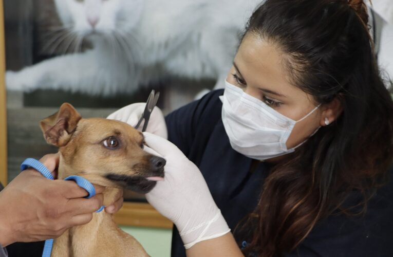 Vuelve la Unidad de Control y Protección Animal en Corregidora a consultas y esterilización de mascotas