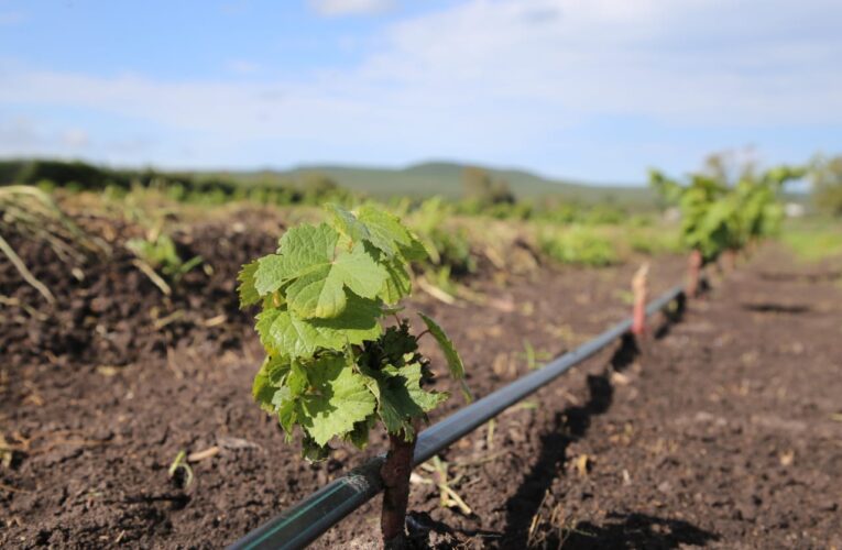 SEDEA fortalece la vitivinicultura con la entrega de material vegetativo de la vid