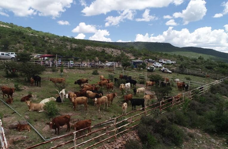 Veterinario en tu Potrero: proyecto para fortalecer el desarrollo rural