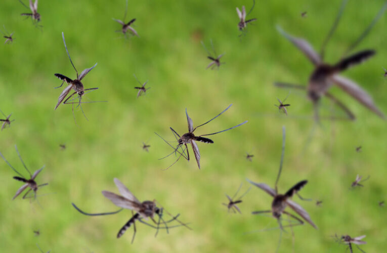 Evita el dengue con estas recomendaciones de la Secretaría de Salud del estado de Querétaro: