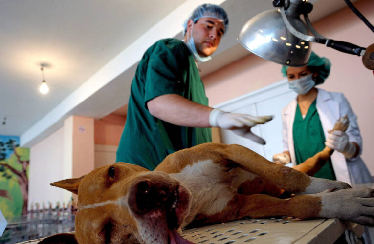 Sedea encabeza comida tradicional por el día del veterinario