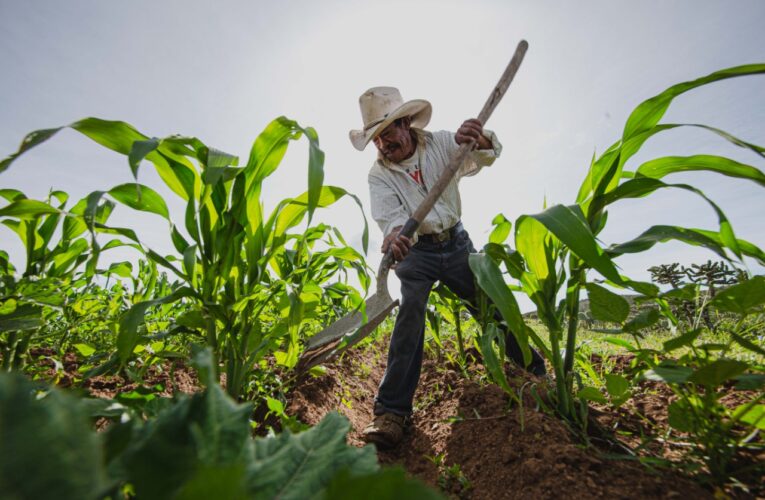 Queretanos y Gobierno de México  levantan la producción agrícola del estado