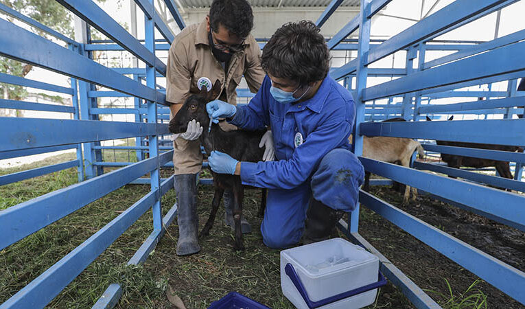 Vacuna UAQ contra COVID-19 sigue avanzando: generó anticuerpos en cabras durante fase en animales