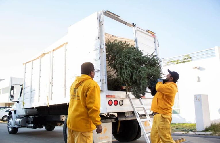 Lista la campaña de recolección de arboles de navidad en el municipio de Querétaro