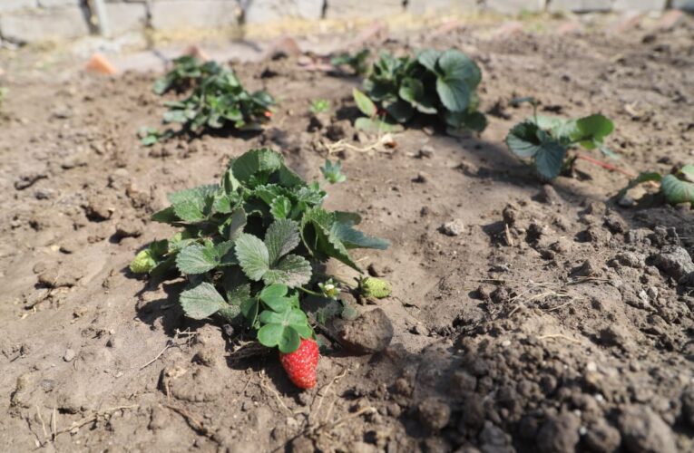 SEDEA entrega huertos familiares en San Juan del Río