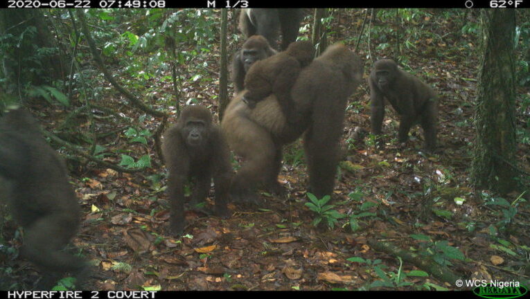 Descubren manada de gorila occidental de Cross: se creía extinta esta especie