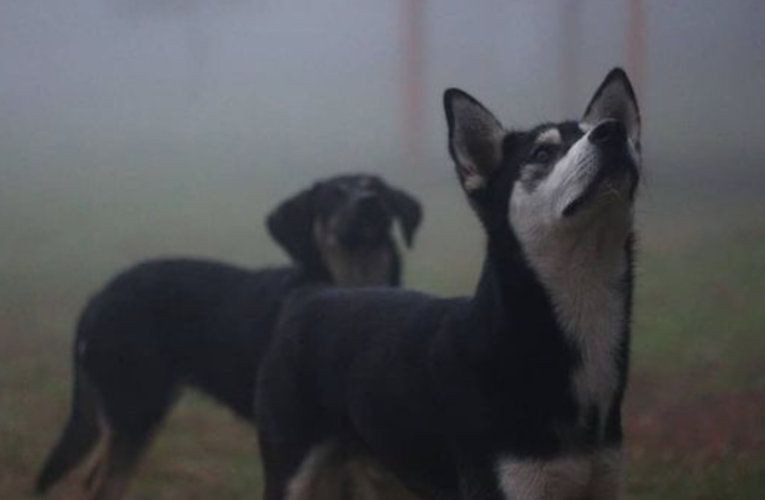 Día Internacional del Perro sin Raza