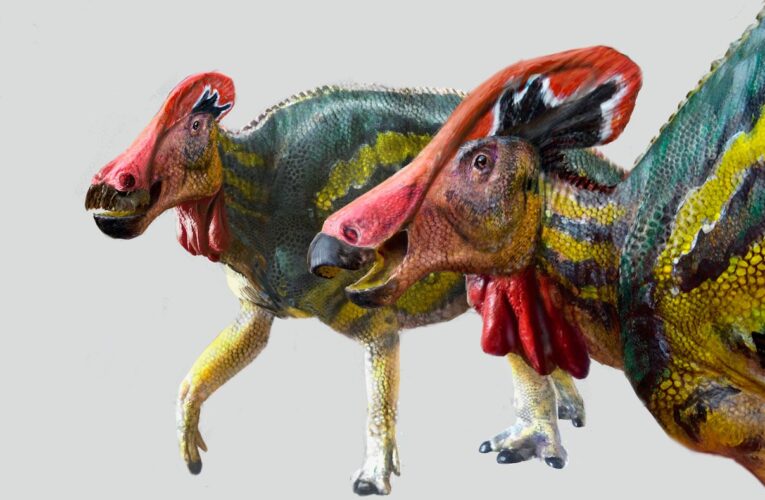 Se descubrió en México nueva especie de dinosaurios: Tlatolophus galorum.