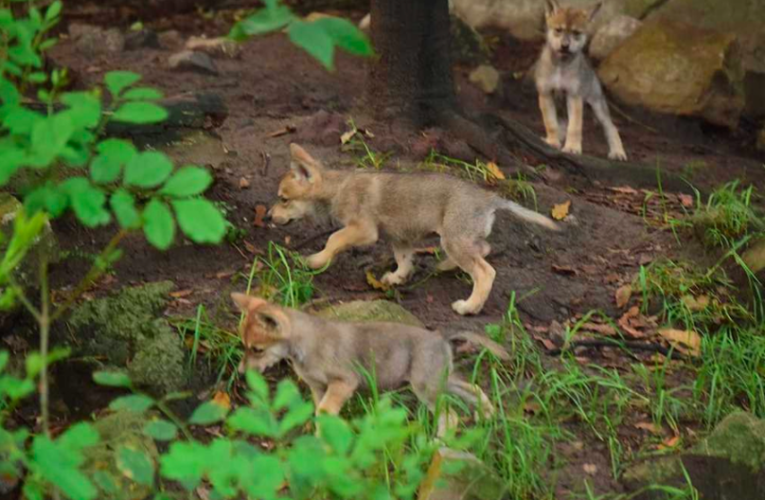 Nace camada de lobos mexicanos en el Zoológico de Chapultepec