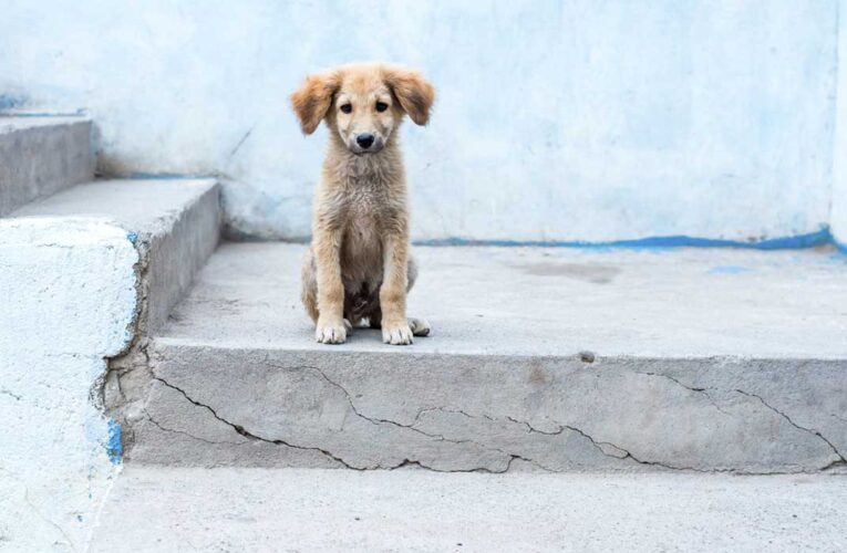 440 denuncias de maltrato animal ha atendido este año el Municipio de Querétaro