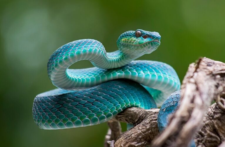 Día Mundial de la Serpiente, 16 de julio.