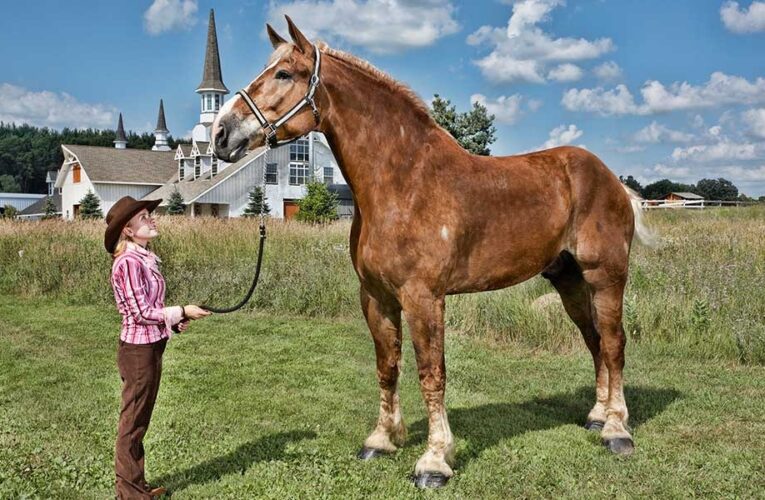 Murió ‘Big Jake’, el caballo más grande del mundo