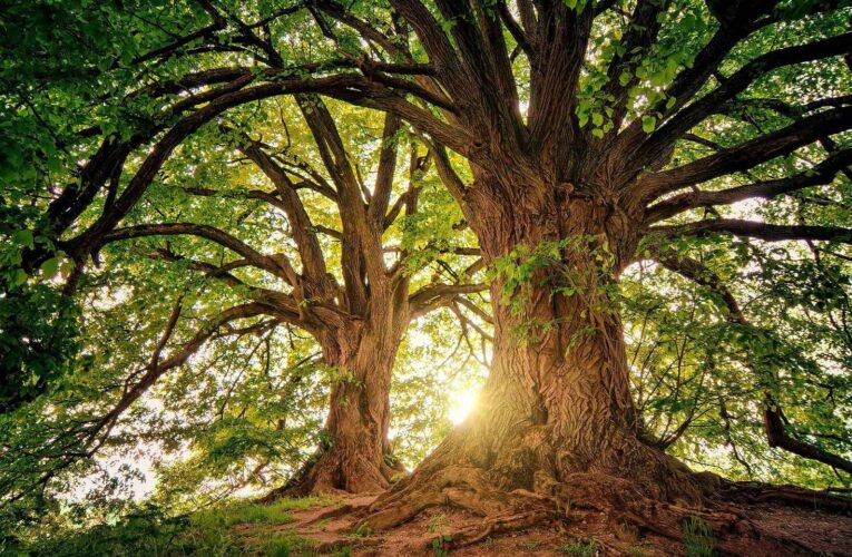 Día Mexicano del Árbol