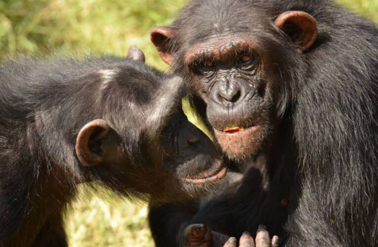 14 de julio, Día del Chimpancé, especie en peligro de extinción.