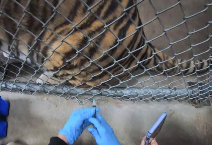 Vacunan contra Covid a animales de zoológico en California