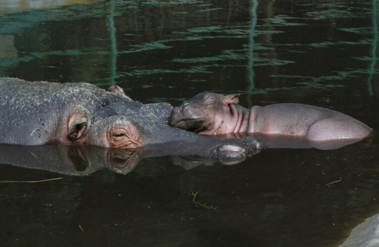 Celebran primer mes de vida de hipopótamo en peligro de extinción.