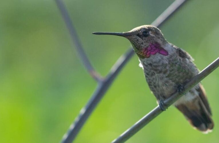 UNAM lidera iniciativa para salvar a los colibríes en CDMX