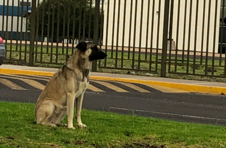 Usuarios de redes piden a Bombardier adoptar perrita callejera en su planta de Querétaro