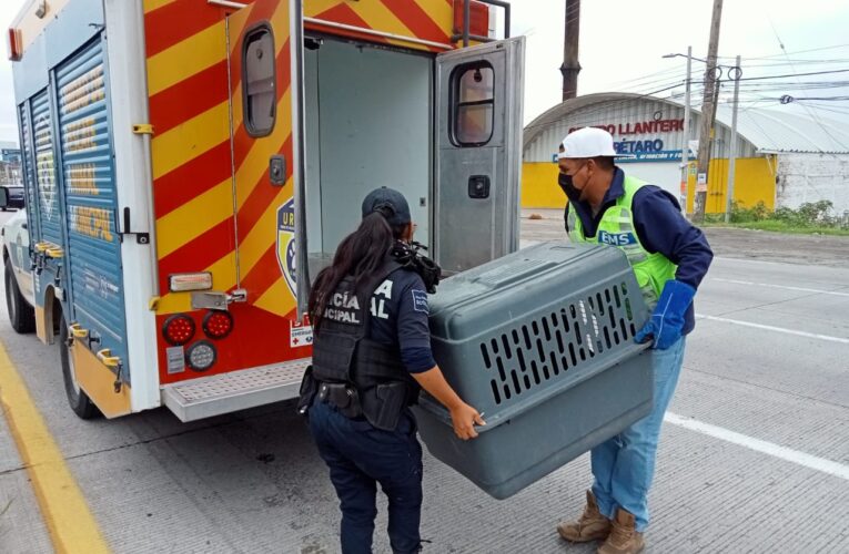 Municipio de El Marqués ha sancionado 45 actos de maltrato animal