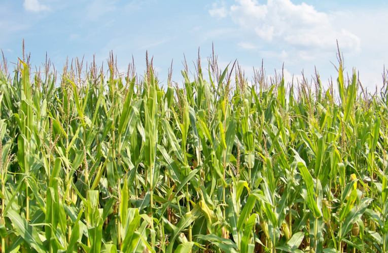 Debido a constantes lluvias, se espera mayor producción en el campo queretano.