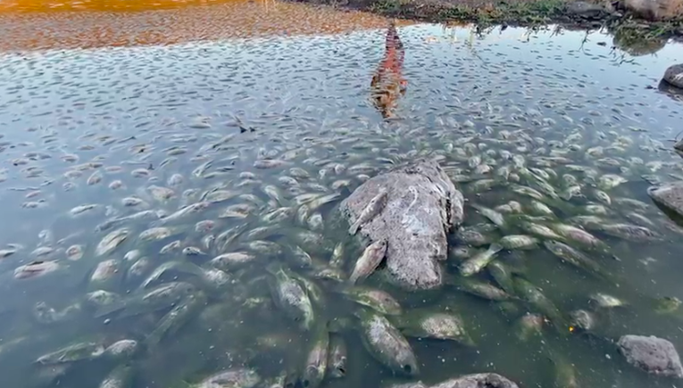 Conagua y CEA investigarán muerte de peces en Centro Sur