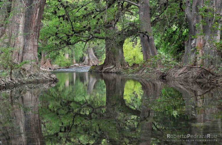 Querétaro lanza iniciativa subnacional que busca fortalecer los servicios de los ecosistemas.