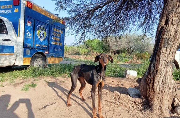 Logran sanción por crueldad animal