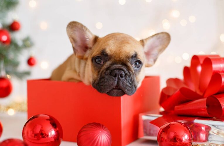 Por qué no debes regalar animales en Navidad y Día de Reyes