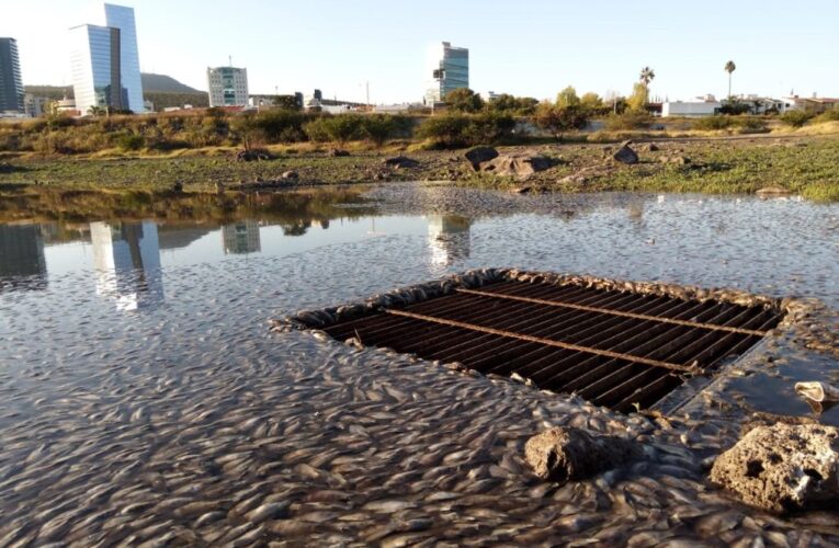 Descartan que muerte de peces en el Tángano haya sido ocasionada por contaminación o veneno.