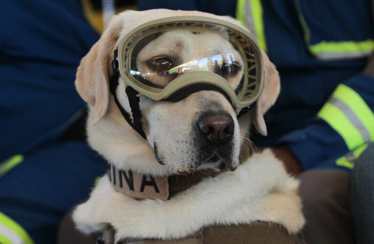 Frida, la perrita rescatista del sismo del 2017, se encuentra delicada de salud.