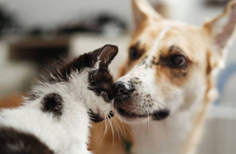 Ley contra el maltrato animal tendrá cambios