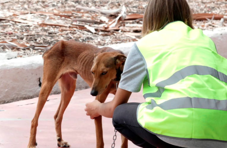 Se aprueba en San Juan del Río programa de Protección Animal.