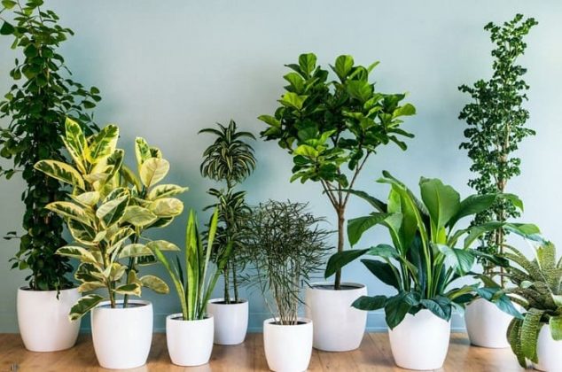 ¿Eres principiante con las plantas? Estas son ideales para ti, ya que son casi imposibles de secar