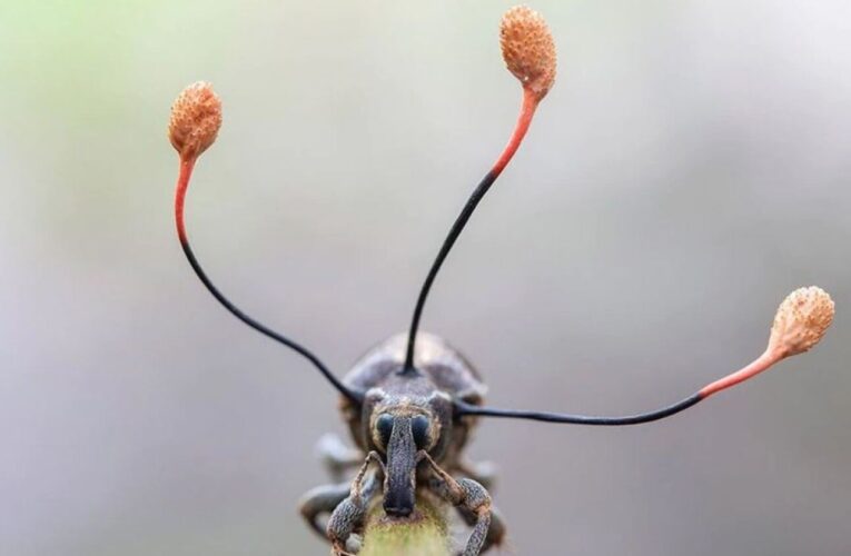 El hongo que controla a los insectos muertos