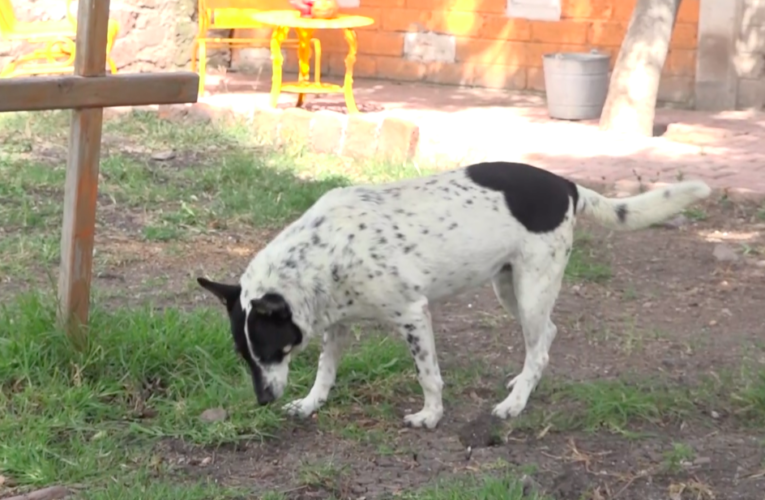 Cementerio para mascotas en Querétaro