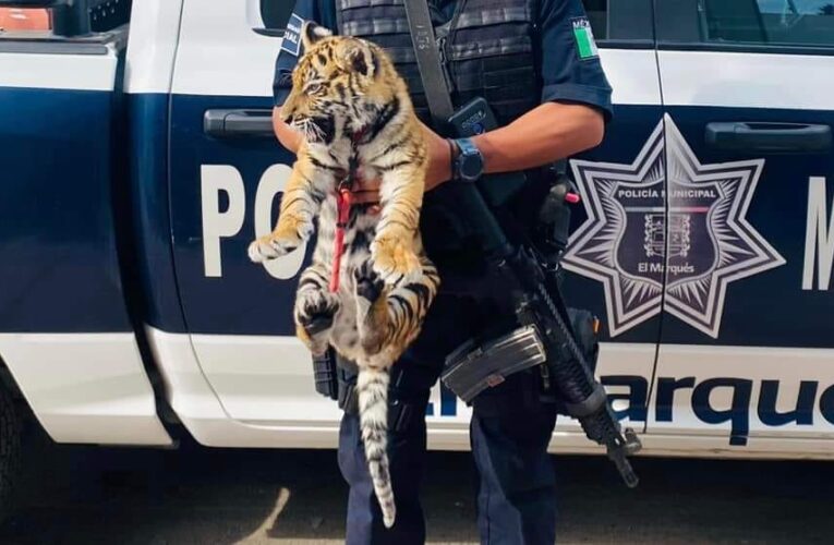 Pareja es detenida por portación de armas de fuego y un tigre cachorro