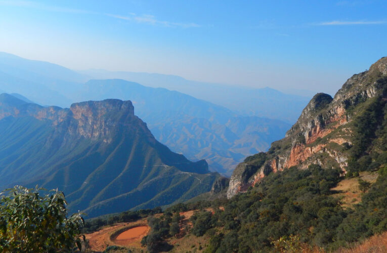 Jabalíes en la carretera de la Sierra Gorda de Querétaro