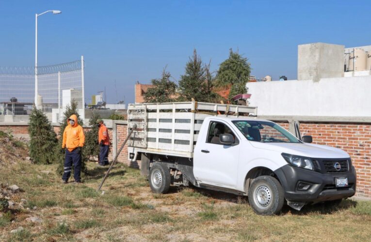 Municipio de Corregidora habilitará centros de acopio para árboles navideños