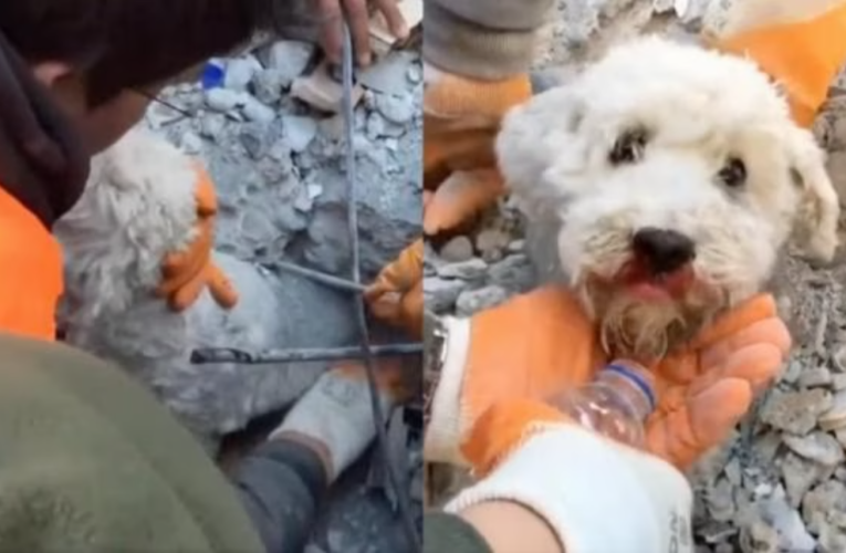 #Video Rescatan a perro de entre los escombros en Turquía