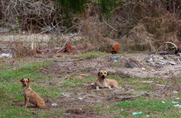 Buscan a responsable de 17 caninos envenenados en El Marqués