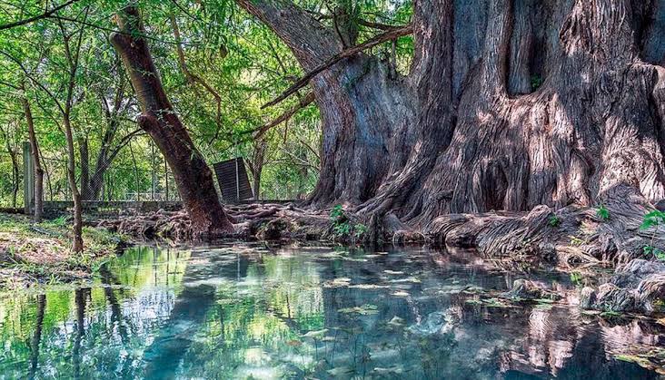 Conoce el segundo árbol más grande de México, ubicado en la Sierra Gorda