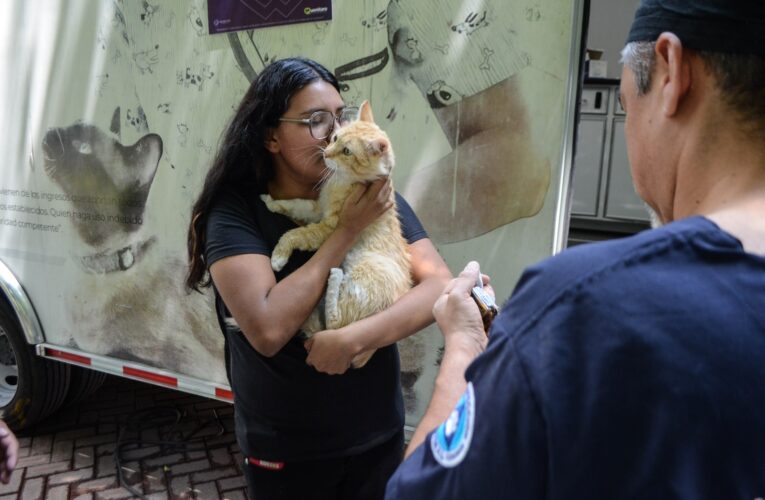 Campaña de esterilización para gatos es abierta en la capital queretana