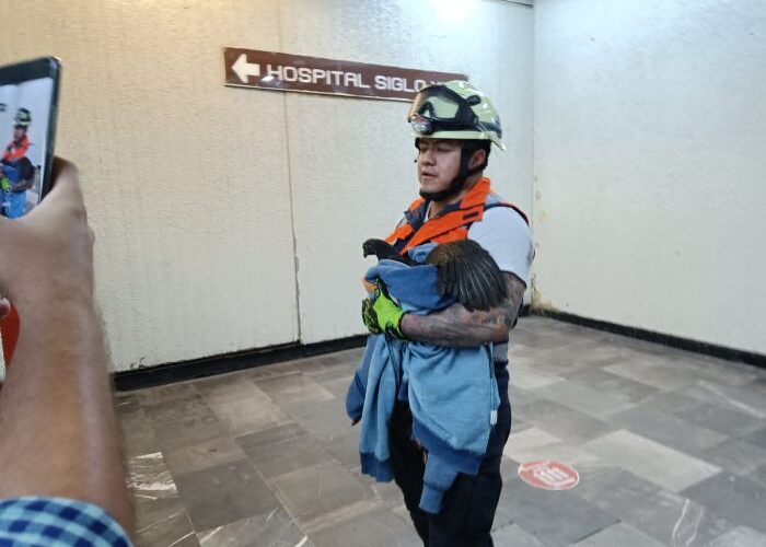 Rescatan a gallina en vías del Metro de la Ciudad de México