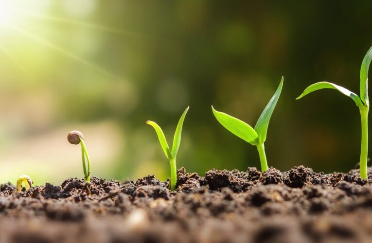 Celebra el Día Internacional de la Fascinación por las Plantas